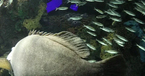 View of the underwater world Stock Footage 255068881