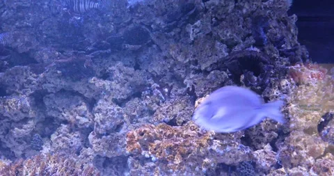 View of the underwater world Stock Footage 255069543