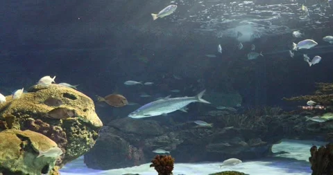 View of the underwater world Stock Footage 255072573