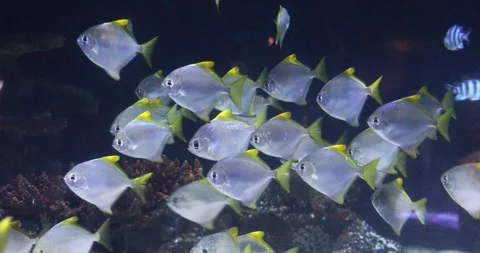 View of the underwater world Stock Footage 255072676