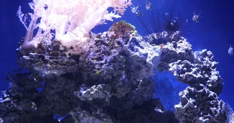 View of the underwater world Stock Footage 255072695