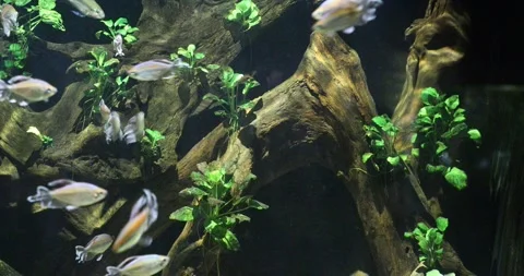 View of the underwater world Stock Footage 255118868