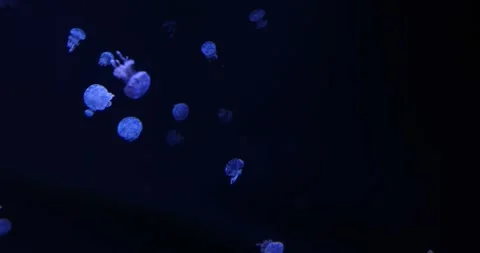 View of the underwater world Stock Footage 255376114