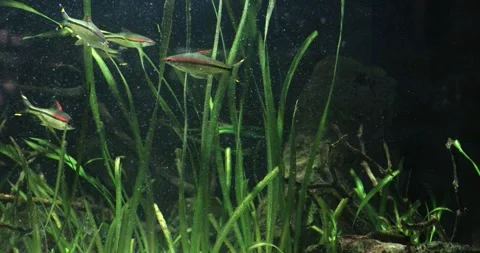 View of the underwater world Stock Footage 255376598