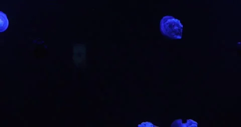 View of the underwater world Stock Footage 255376631