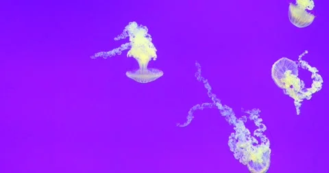 View of the underwater world Stock Footage 255376636