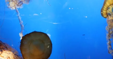 View of the underwater world Stock Footage 255377214