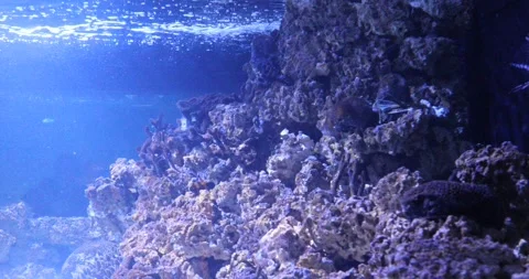 View of the underwater world Stock Footage 255386738