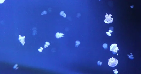 View of the underwater world Stock Footage 255386786