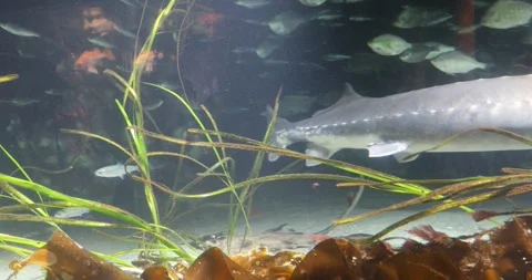 View of the underwater world Stock Footage 255386789