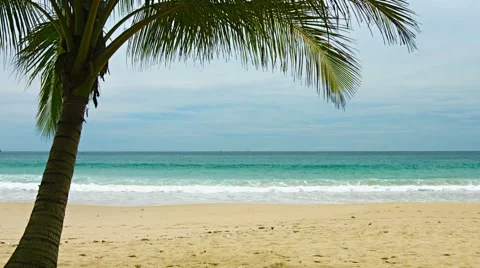 View of uninhabited sandy beach with palm tree Stock Footage
