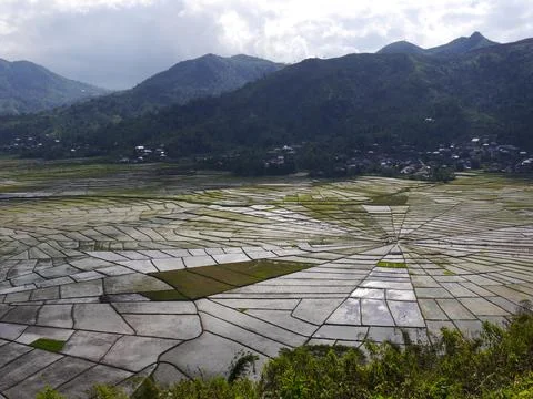 View of unique Spider's Web Rice Fields on the Indonesian island of Flores. Stock Photos
