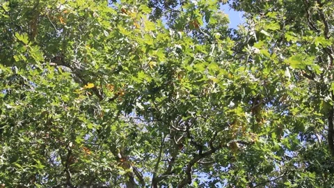 View of Upper Branches in the Forest, Moving in the Breeze Stock Footage 219155034