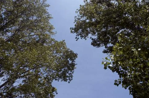 View of the upper branches of two large trees Stock Photos