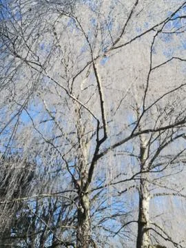 View  upper the sky through the birches in frost Stock Photos