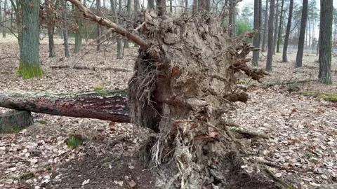 View Of Uprooting Tree Trunk With Muddy Roots.Deciduous Forest In Winter No Snow Stock Footage 264141620