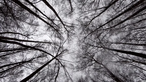A view upstairs of tree crowns in the winter forest and drey cold skies Video stock 122078813