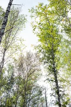 A view upwards of birch tree crowns against a bright sky. Forest landscape Stock Photos