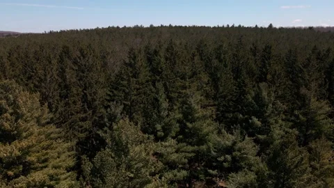 View of an urban forest management area Stock Footage 184493211