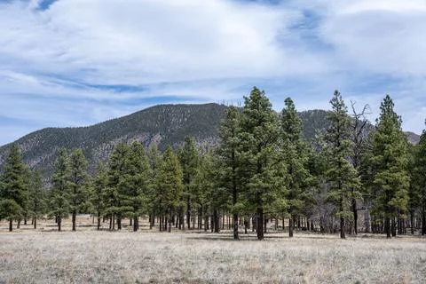 View of a valley with an array of trees dotting the hillside in the background, Stock Photos