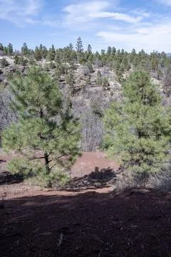 View of a valley with an array of trees dotting the hillside in the background, Stock Photos