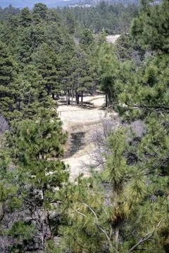 View of a valley with an array of trees dotting the hillside in the background, 写真素材