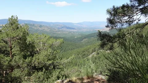 View of a valley between pine trees Stock Footage 278924166
