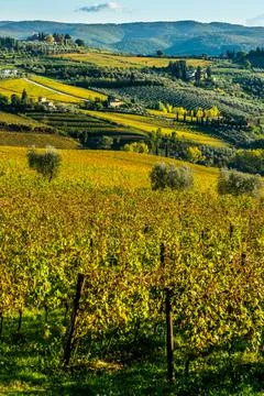 View of valley of Panzano in Chianti, patterned lines of vineyards, cypresses Foto stock