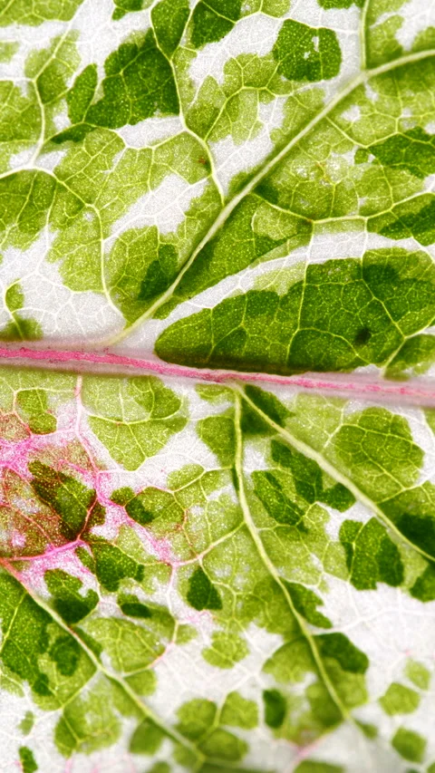 View of Variegation Leaf Surface Showing Plant Cells For Education. Leaf in.. Stock Footage 333324769