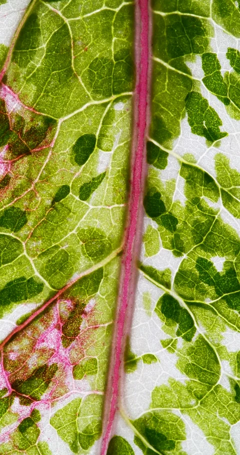 View of Variegation Leaf Surface Showing Plant Cells For Education. Leaf in.. Stock Footage 334120507