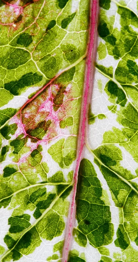 View of Variegation Leaf Surface Showing Plant Cells For Education. Leaf in.. Stock Footage 334782823