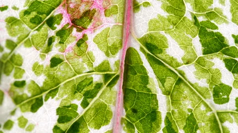 View of Variegation Leaf Surface Showing Plant Cells For Education. Leaf in.. Stock Footage 336625921