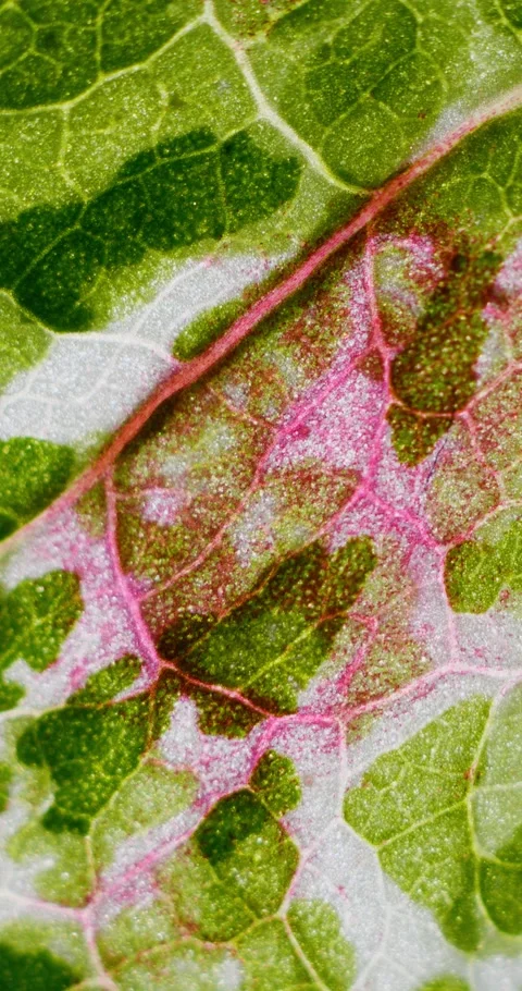 View of Variegation Leaf Surface Showing Plant Cells For Education. Leaf in.. Stock Footage 337885531