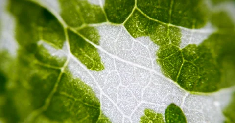 View of Variegation Leaf Surface Showing Plant Cells For Education. Leaf in.. Stock Footage 338189821