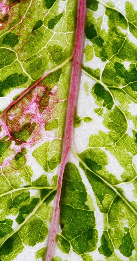 View of Variegation Leaf Surface Showing Plant Cells For Education. Leaf in.. Stock Footage 341006674