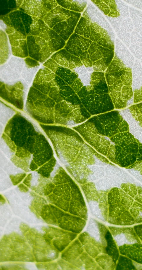 View of Variegation Leaf Surface Showing Plant Cells For Education. Leaf in.. Stock Footage 344325053