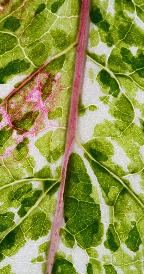 View of Variegation Leaf Surface Showing Plant Cells For Education. Leaf in.. Stock Footage 345083235