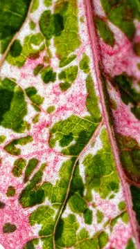 View of Variegation Leaf Surface Showing Plant Cells For Education. Leaf in.. 스톡 사진