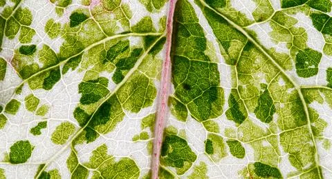 View of Variegation Leaf Surface Showing Plant Cells For Education Stock Photos
