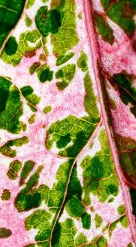 View of Variegation Leaf Surface Showing Plant Cells For Education Stock Photos