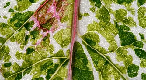 View of Variegation Leaf Surface Showing Plant Cells For Education Stock Photos