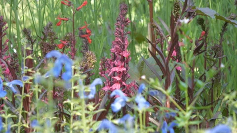 A view of various colourful flowers in a field. Stock Footage 112361423