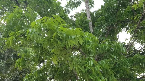 View of various forms of green leaves in West Kalimantan, Indonesia Stock Footage 344091061