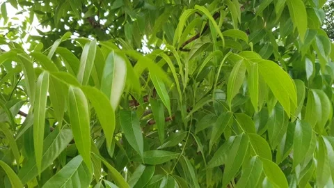 View of various forms of green leaves in West Kalimantan, Indonesia Vidéo 344092004