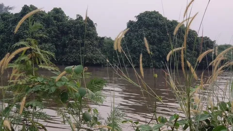 View of various forms of green leaves in West Kalimantan, Indonesia Видео 344092314