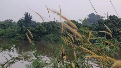 View of various forms of green leaves in West Kalimantan, Indonesia 库存影片 344092337