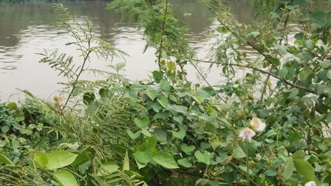 View of various forms of green leaves in West Kalimantan, Indonesia 库存影片 344092572
