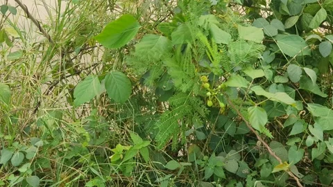 View of various forms of green leaves in West Kalimantan, Indonesia 库存影片 344093384