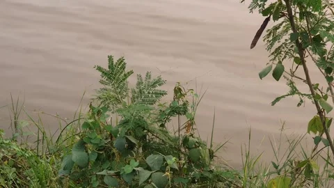 View of various forms of green leaves in West Kalimantan, Indonesia 库存影片 344093385