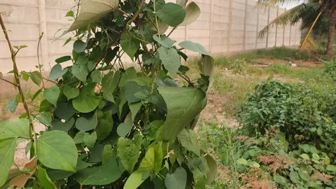 View of various forms of green leaves in West Kalimantan, Indonesia Видео 344093561